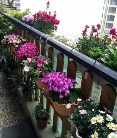 园艺 庭院 阳台