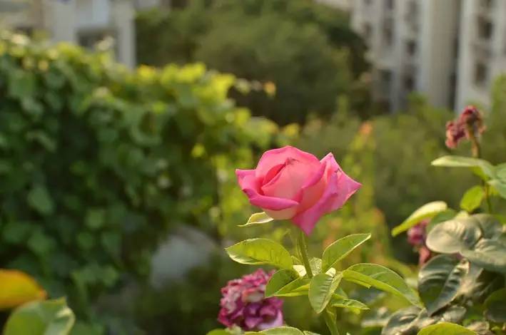 屋顶花园之月季