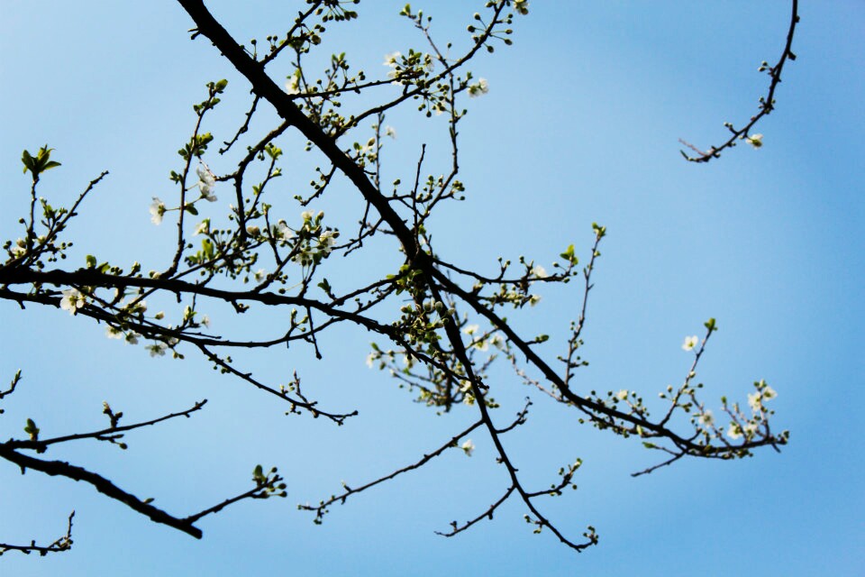 早春- 堆糖,美图壁纸兴趣社区