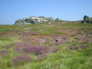 西边儿的岛【Île d'Ouessant】Ouessant岛开满小野花的夏天。