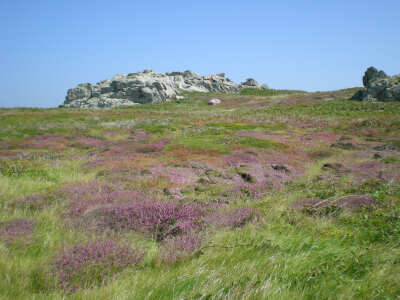 西边儿的岛【Île d'Ouessant】Ouessant岛开满小野花的夏天。