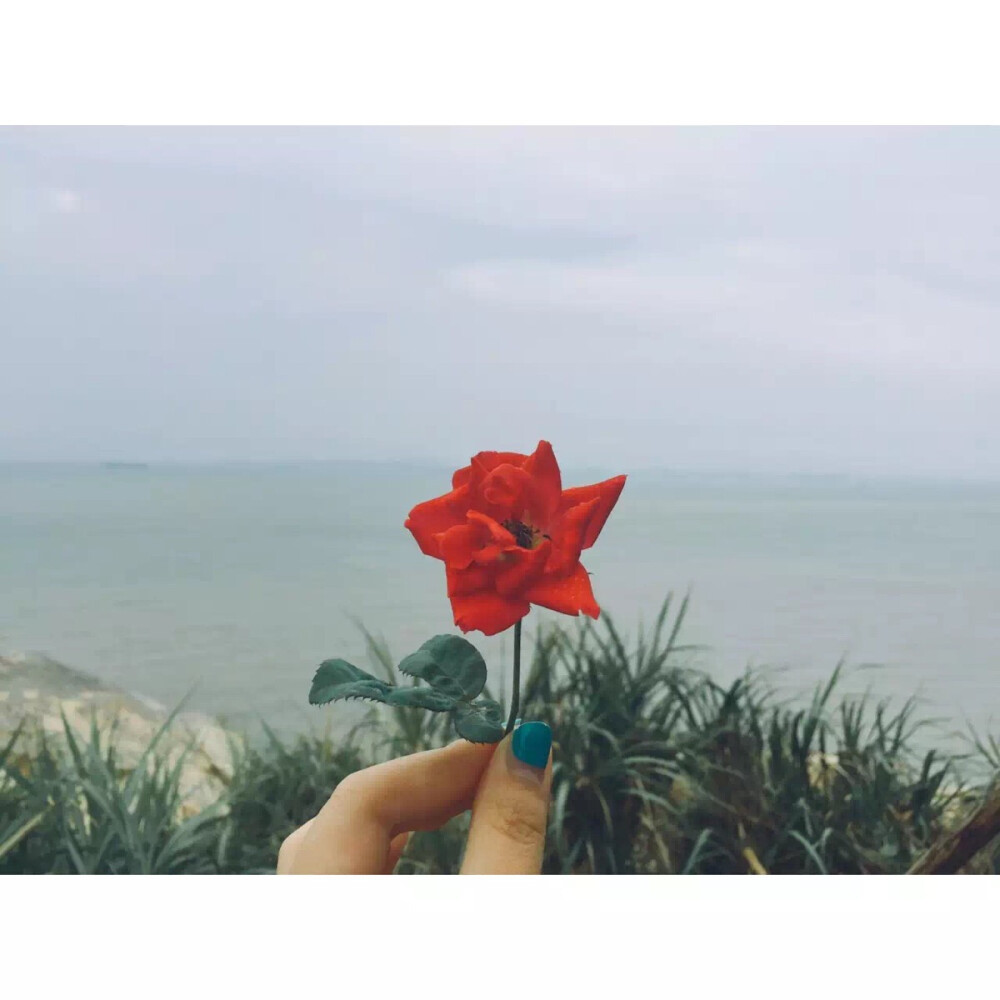 阳光与花