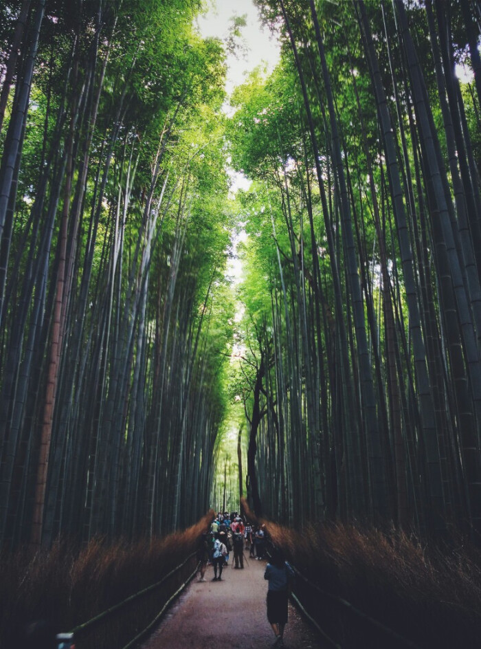 京都岚山竹海 堆糖 美图壁纸兴趣社区