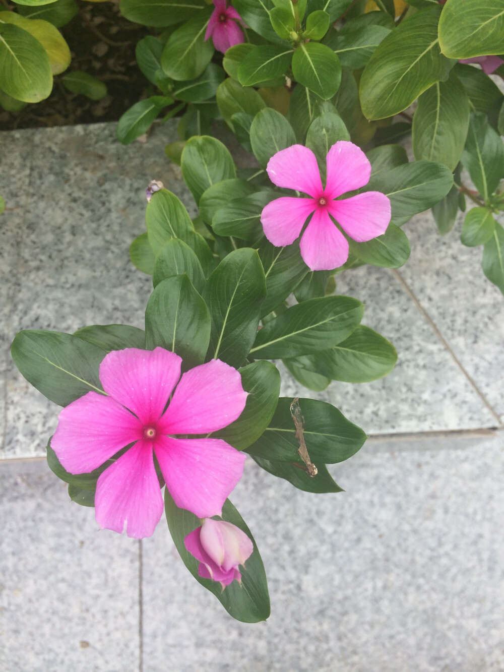 植物，江苏南通，长春花