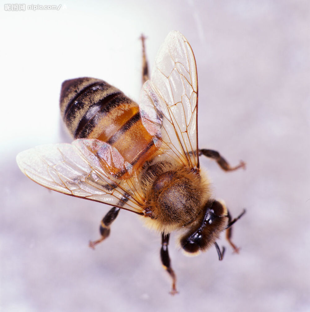 Bee - 高清图片，堆糖，美图壁纸兴趣社区