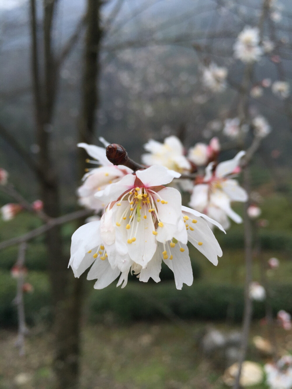 白色樱桃花