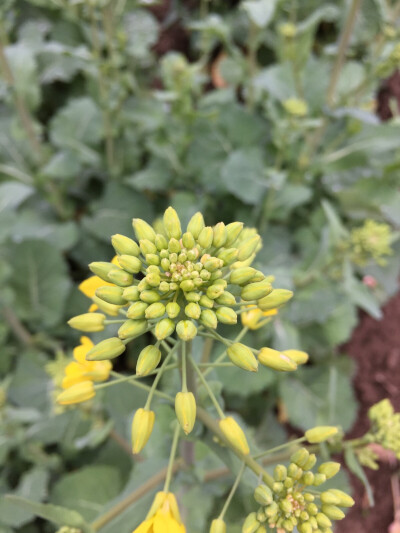 油菜花的花苞