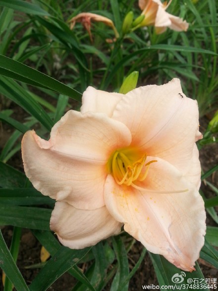 【石之若璞-花事-夏日觅花影】中文学名：萱草~ 拉丁学名：Hemerocallis fulva (L.) L.~ 别 称：黄花菜，金针菜、鹿葱、川草花、忘郁、丹棘等~ 百合科-萱草族-萱草属~