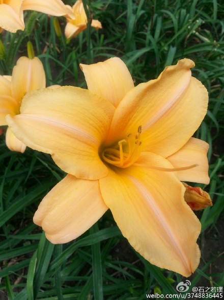 【石之若璞-花事-夏日觅花影】中文学名：萱草~ 拉丁学名：Hemerocallis fulva (L.) L.~ 别 称：黄花菜，金针菜、鹿葱、川草花、忘郁、丹棘等~ 百合科-萱草族-萱草属~