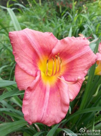 【石之若璞-花事-夏日觅花影】中文学名：萱草~ 拉丁学名：Hemerocallis fulva (L.) L.~ 别 称：黄花菜，金针菜、鹿葱、川草花、忘郁、丹棘等~ 百合科-萱草族-萱草属~