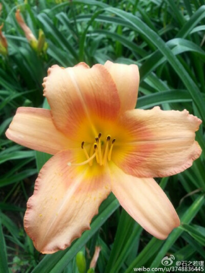 【石之若璞-花事-夏日觅花影】中文学名：萱草~ 拉丁学名：Hemerocallis fulva (L.) L.~ 别 称：黄花菜，金针菜、鹿葱、川草花、忘郁、丹棘等~ 百合科-萱草族-萱草属~