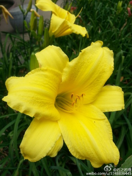 【石之若璞-花事-夏日觅花影】中文学名：萱草~ 拉丁学名：Hemerocallis fulva (L.) L.~ 别 称：黄花菜，金针菜、鹿葱、川草花、忘郁、丹棘等~ 百合科-萱草族-萱草属~