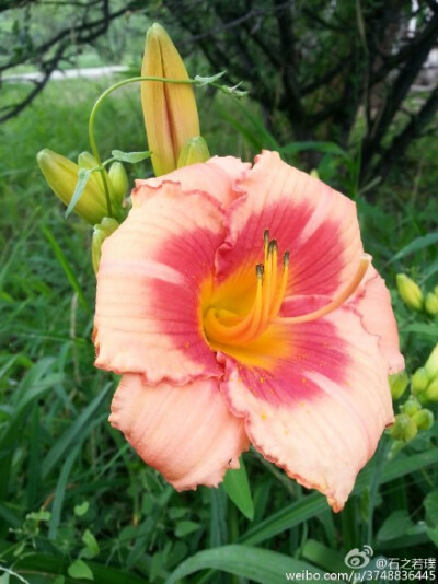 【石之若璞-花事-夏日觅花影】中文学名：萱草~ 拉丁学名：Hemerocallis fulva (L.) L.~ 别 称：黄花菜，金针菜、鹿葱、川草花、忘郁、丹棘等~ 百合科-萱草族-萱草属~