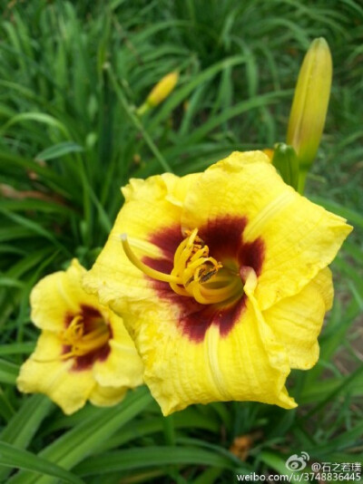 【石之若璞-花事-夏日觅花影】中文学名：萱草~ 拉丁学名：Hemerocallis fulva (L.) L.~ 别 称：黄花菜，金针菜、鹿葱、川草花、忘郁、丹棘等~ 百合科-萱草族-萱草属~