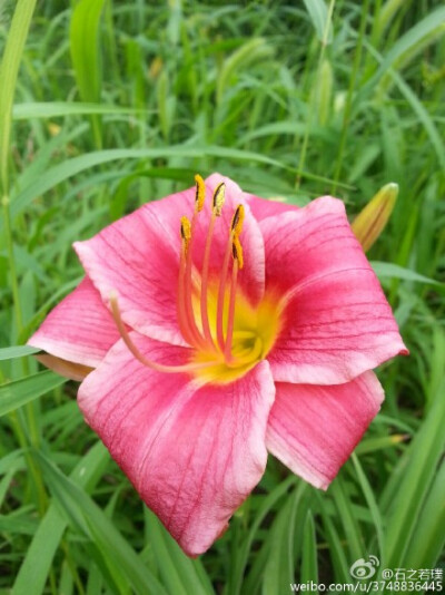 【石之若璞-花事-夏日觅花影】中文学名：萱草~ 拉丁学名：Hemerocallis fulva (L.) L.~ 别 称：黄花菜，金针菜、鹿葱、川草花、忘郁、丹棘等~ 百合科-萱草族-萱草属~