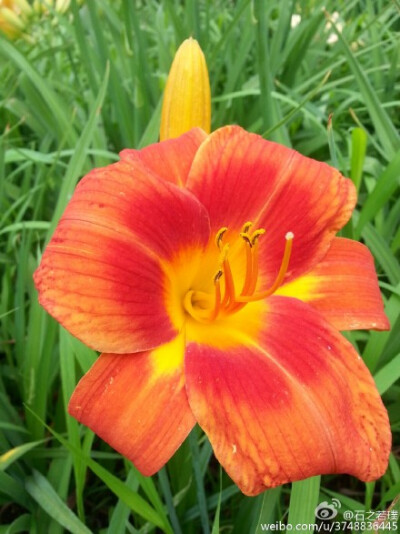 【石之若璞-花事-夏日觅花影】中文学名：萱草~ 拉丁学名：Hemerocallis fulva (L.) L.~ 别 称：黄花菜，金针菜、鹿葱、川草花、忘郁、丹棘等~ 百合科-萱草族-萱草属~