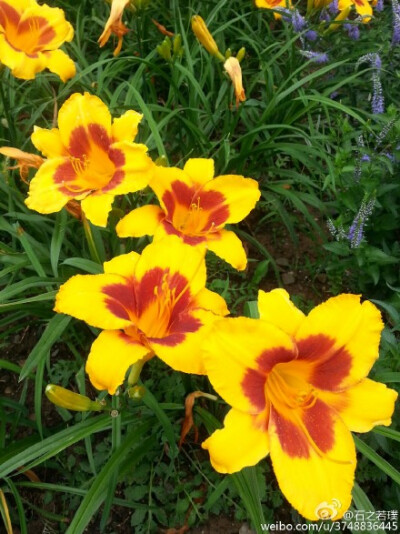 【石之若璞-花事-夏日觅花影】中文学名：萱草~ 拉丁学名：Hemerocallis fulva (L.) L.~ 别 称：黄花菜，金针菜、鹿葱、川草花、忘郁、丹棘等~ 百合科-萱草族-萱草属~