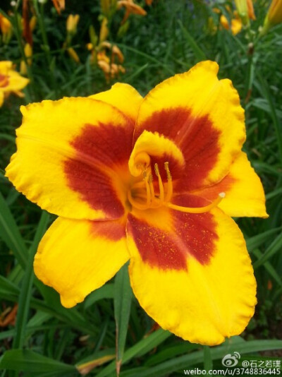 【石之若璞-花事-夏日觅花影】中文学名：萱草~ 拉丁学名：Hemerocallis fulva (L.) L.~ 别 称：黄花菜，金针菜、鹿葱、川草花、忘郁、丹棘等~ 百合科-萱草族-萱草属~