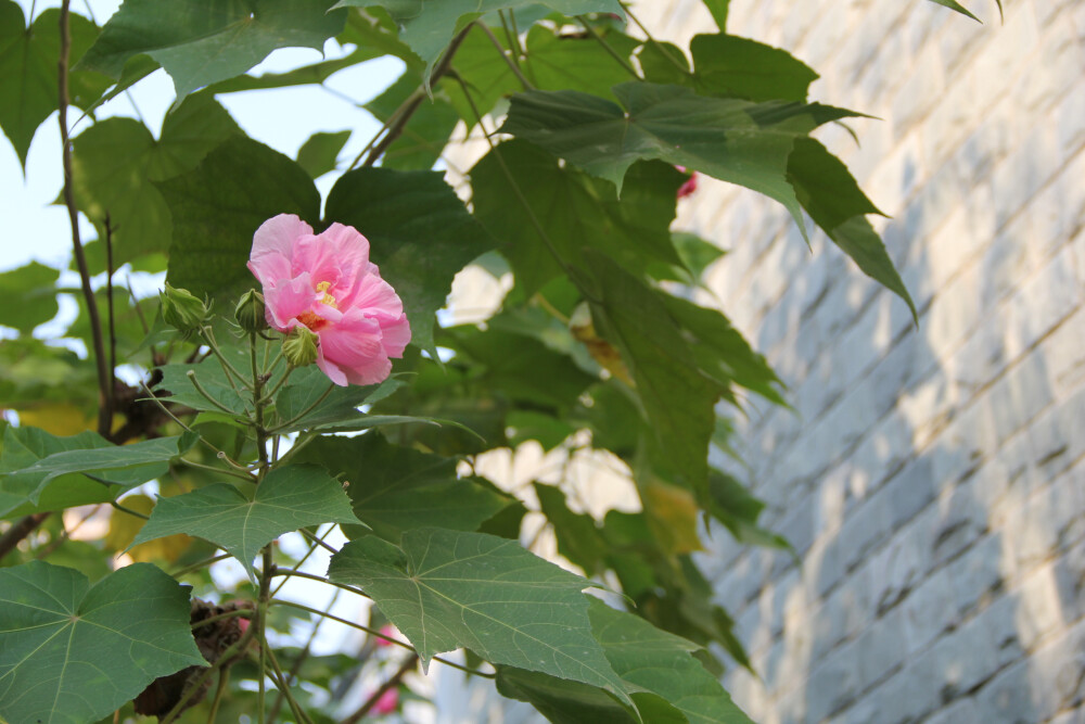 总是想到子不语里的木芙蓉花精