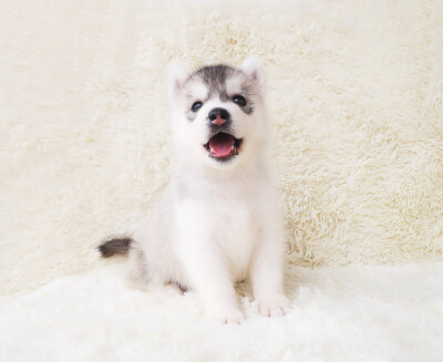 呆萌的表情，最喜欢这只小哈mm&amp;lt;(￣︶￣)&amp;gt;