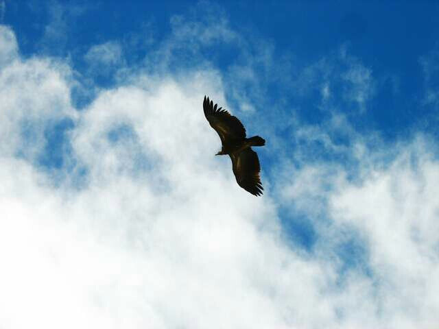 蓝天下翱翔的孤鹰