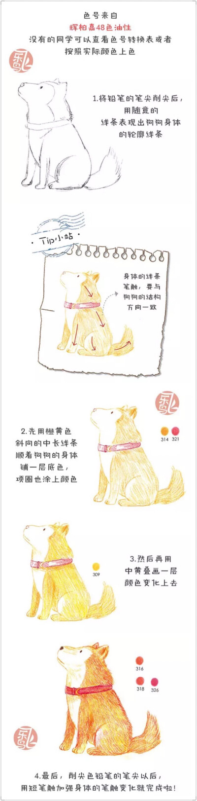 笔触练习 秋田犬 教程 by飞乐鸟 侵删