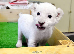 可爱的小白狮，吐舌头