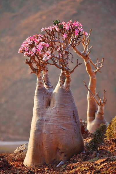 沙漠玫瑰花