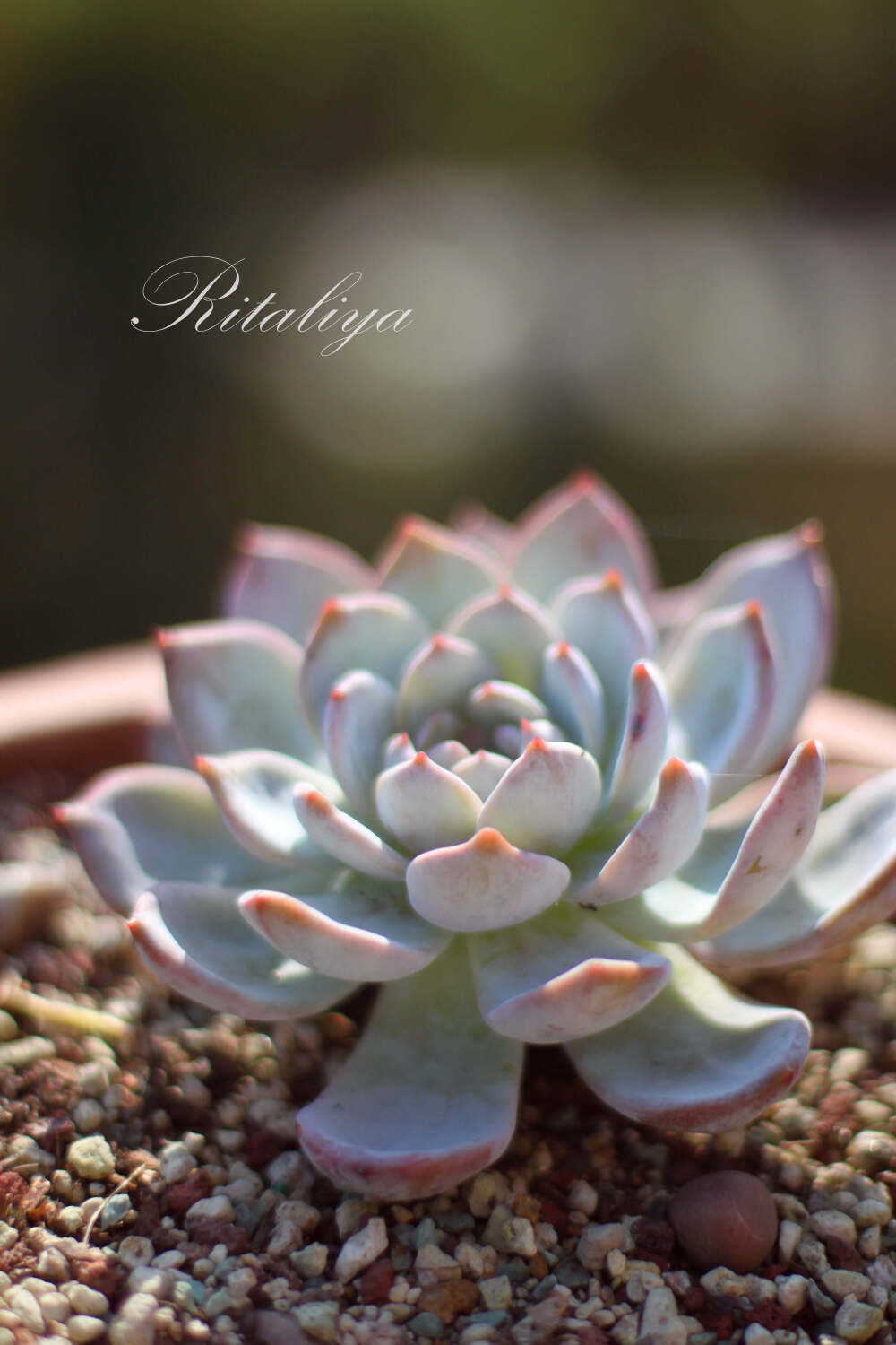 {.芙蓉雪莲.}大清早爬起来拍照果然没错~\多肉植物\肉肉\盆栽\购买链接http://weidian.com/s/317088578?wfr=c