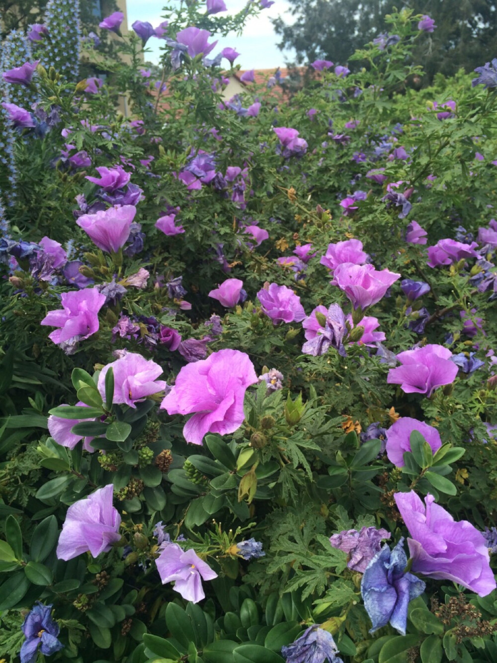 alyogyne沙芙蓉紫葵