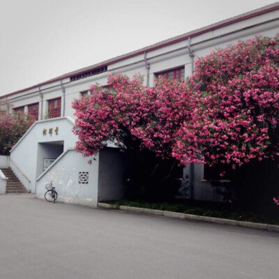 同济大学 正开花