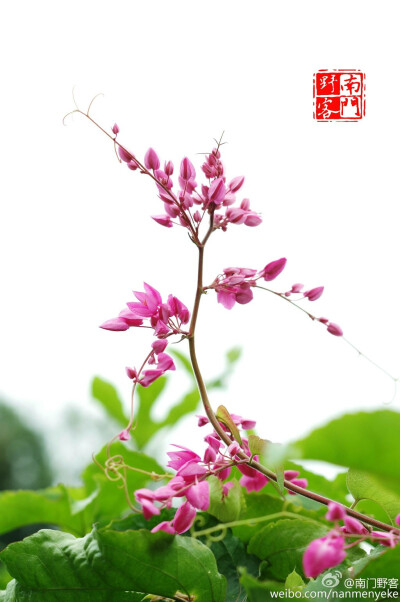 珊瑚藤 （Antigonon leptopus）蓼科珊瑚藤属