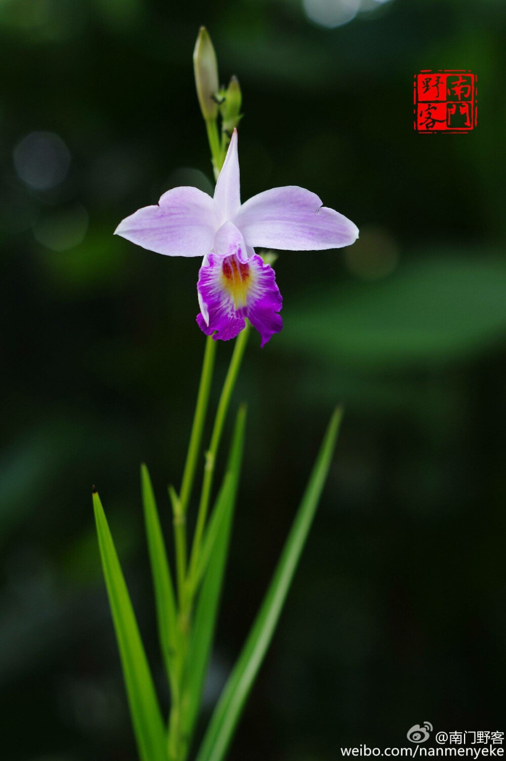 竹叶兰（Arundina graminifolia） 兰科竹叶兰属