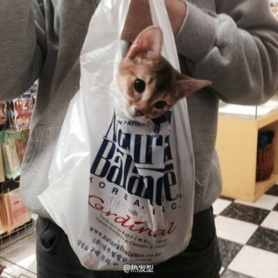 男头 还有猫