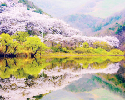 待落花时节，我陪你赏樱花如雪