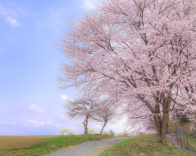 待落花时节，我陪你赏樱花如雪