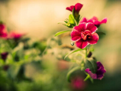 唯美 鲜花 非主流