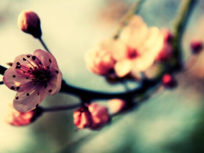 唯美 鲜花 非主流