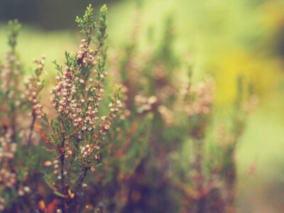薰衣草 唯美 非主流