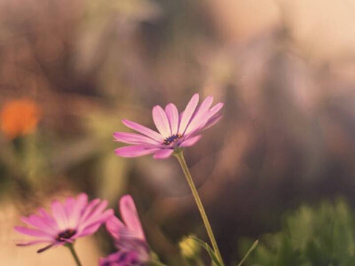 花 唯美 非主流