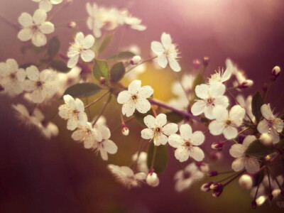 白花 鲜花 非主流 唯美