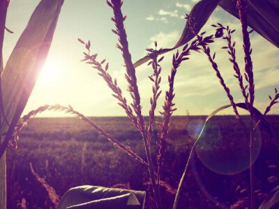 麦田 唯美 非主流