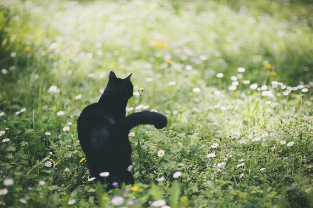 摄影师Elena Morelli为自己的爱猫luna拍摄的写真！秋天傲慢的黑猫！真可耐~