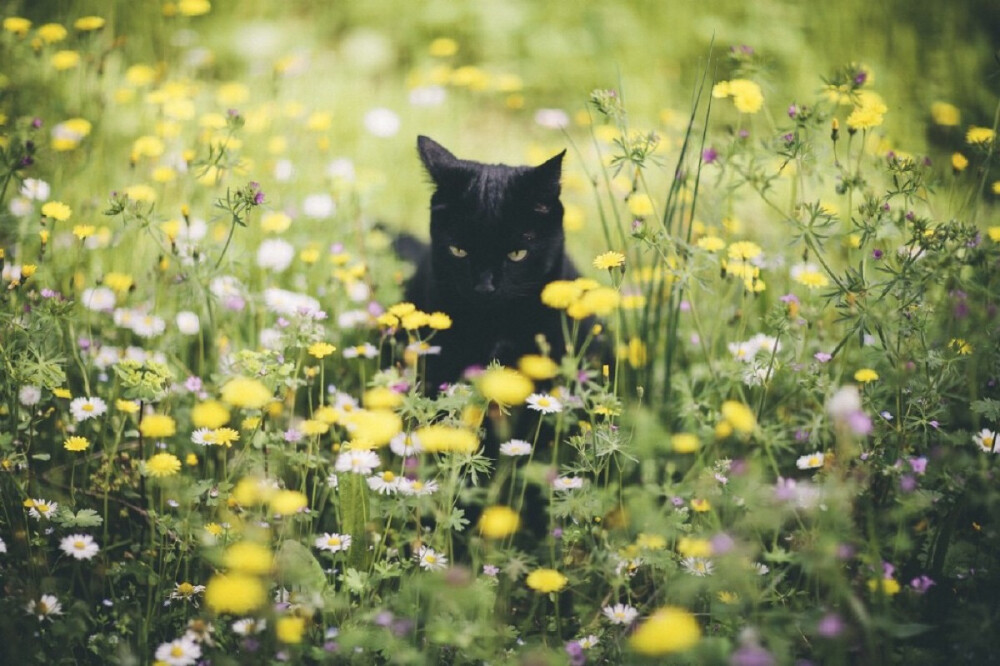 摄影师Elena Morelli为自己的爱猫luna拍摄的写真！秋天傲慢的黑猫！真可耐~