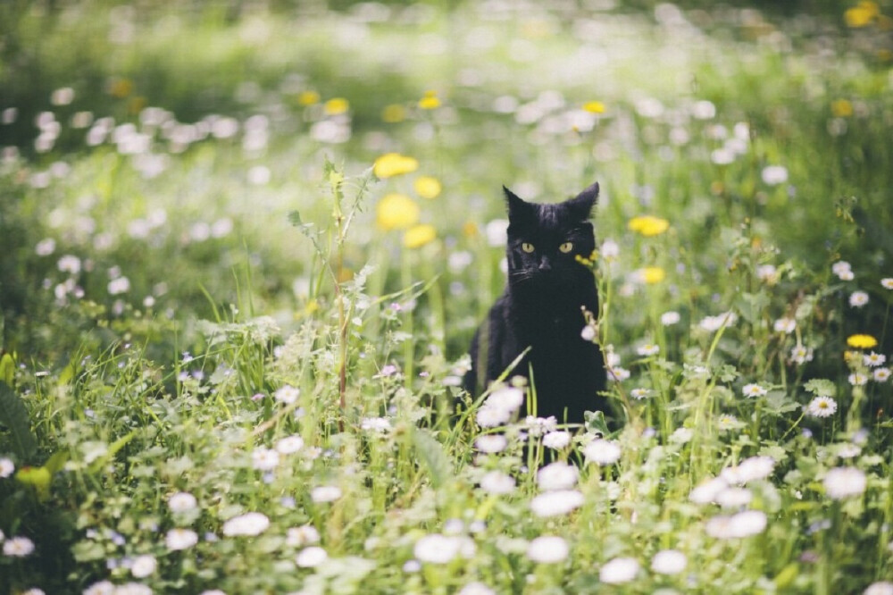 摄影师Elena Morelli为自己的爱猫luna拍摄的写真！秋天傲慢的黑猫！真可耐~