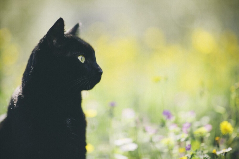 摄影师Elena Morelli为自己的爱猫luna拍摄的写真！秋天傲慢的黑猫！真可耐~