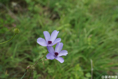 毛茛科 罂粟莲花属 罂粟莲花