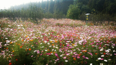 那片花海