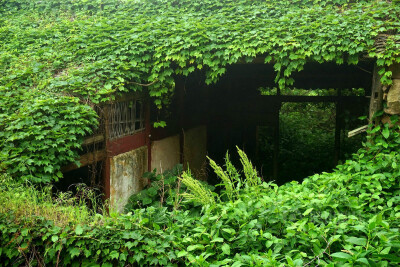 一个迷雾缭绕的海岛，一个无人居住的荒村，一个绿野仙踪的梦境，谁来与我相遇。在这个位于浙江舟山嵊泗嵊山岛后陀湾的地方，村落荒芜，许多无人居住的房屋逐渐被大自然侵蚀，布满爬墙虎，宛如绿色童话世界。摄影：青…