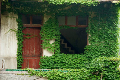 一个迷雾缭绕的海岛，一个无人居住的荒村，一个绿野仙踪的梦境，谁来与我相遇。在这个位于浙江舟山嵊泗嵊山岛后陀湾的地方，村落荒芜，许多无人居住的房屋逐渐被大自然侵蚀，布满爬墙虎，宛如绿色童话世界。摄影：青…